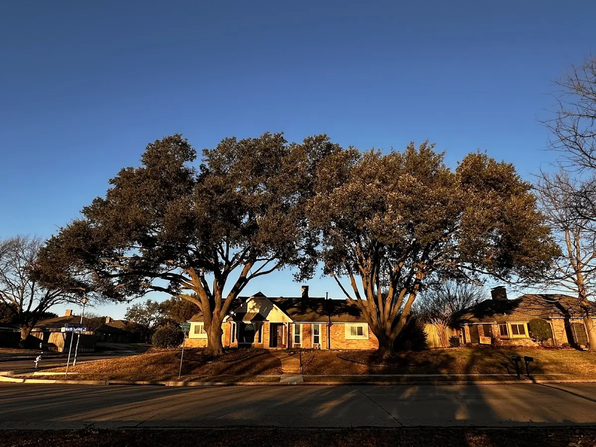 Established residential canopy tree shading a home in Henderson